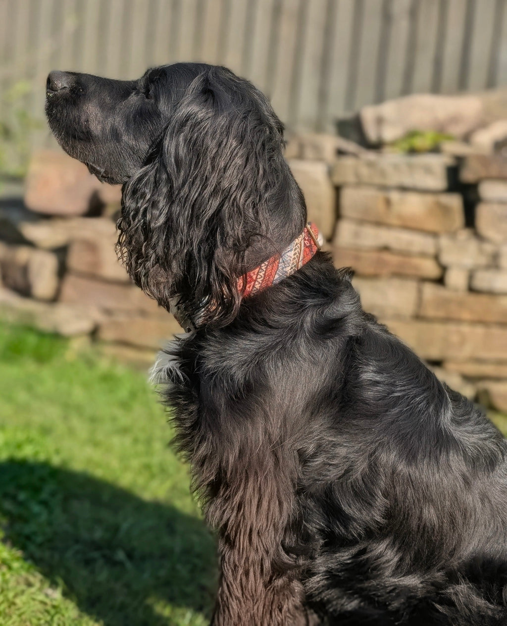 Boho 2.0 Dog Collar