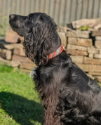Boho 2.0 Dog Collar