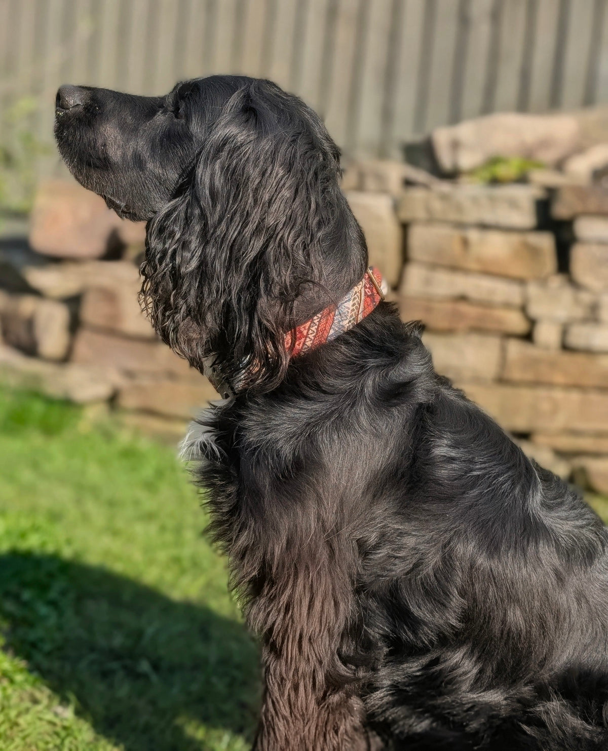 Boho 2.0 Dog Collar