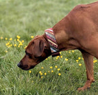 Boho Martingale Dog Collar