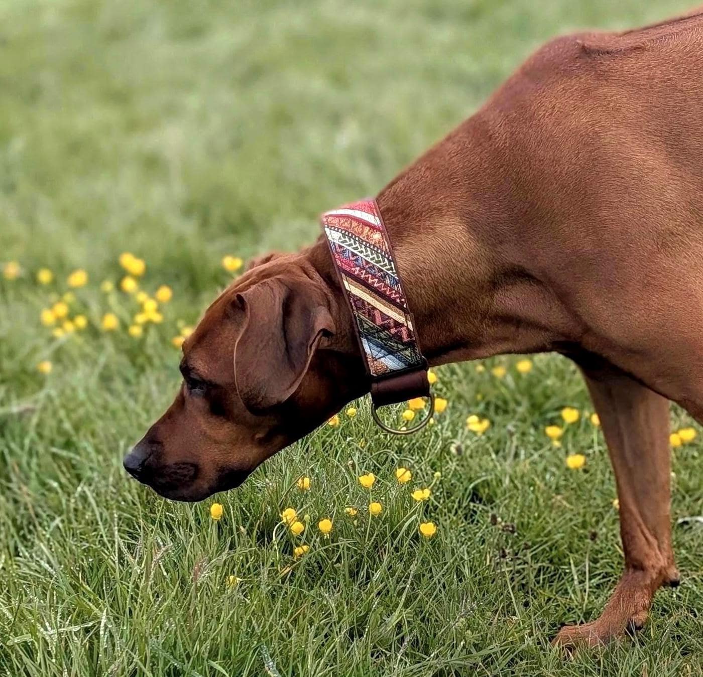 Boho Martingale Dog Collar