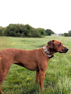 Boho Martingale Dog Collar | Adjustable Dog Collar | Boho Dog Collar | UK Made | Oeko-Tex Webbing