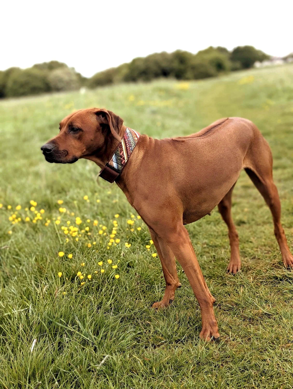 Boho Martingale Dog Collar