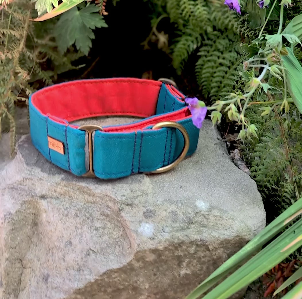 Teal and Orange Martingale Dog Collar